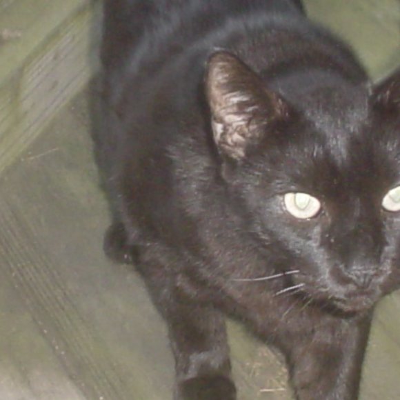 Meet your Posher, Ronald - Picture 1 of 3